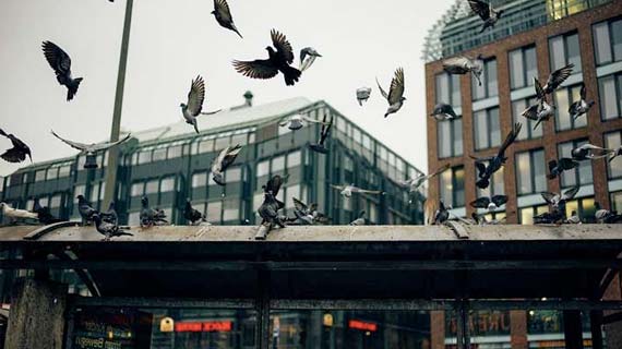 ¿Cómo prevenir las plagas de palomas en viviendas y edificaciones?